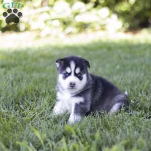 Siena, Siberian Husky Puppy